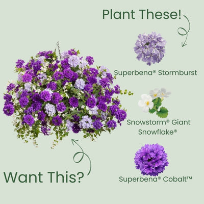 Superbena® Stormburst Verbena (Verbena hybrid)