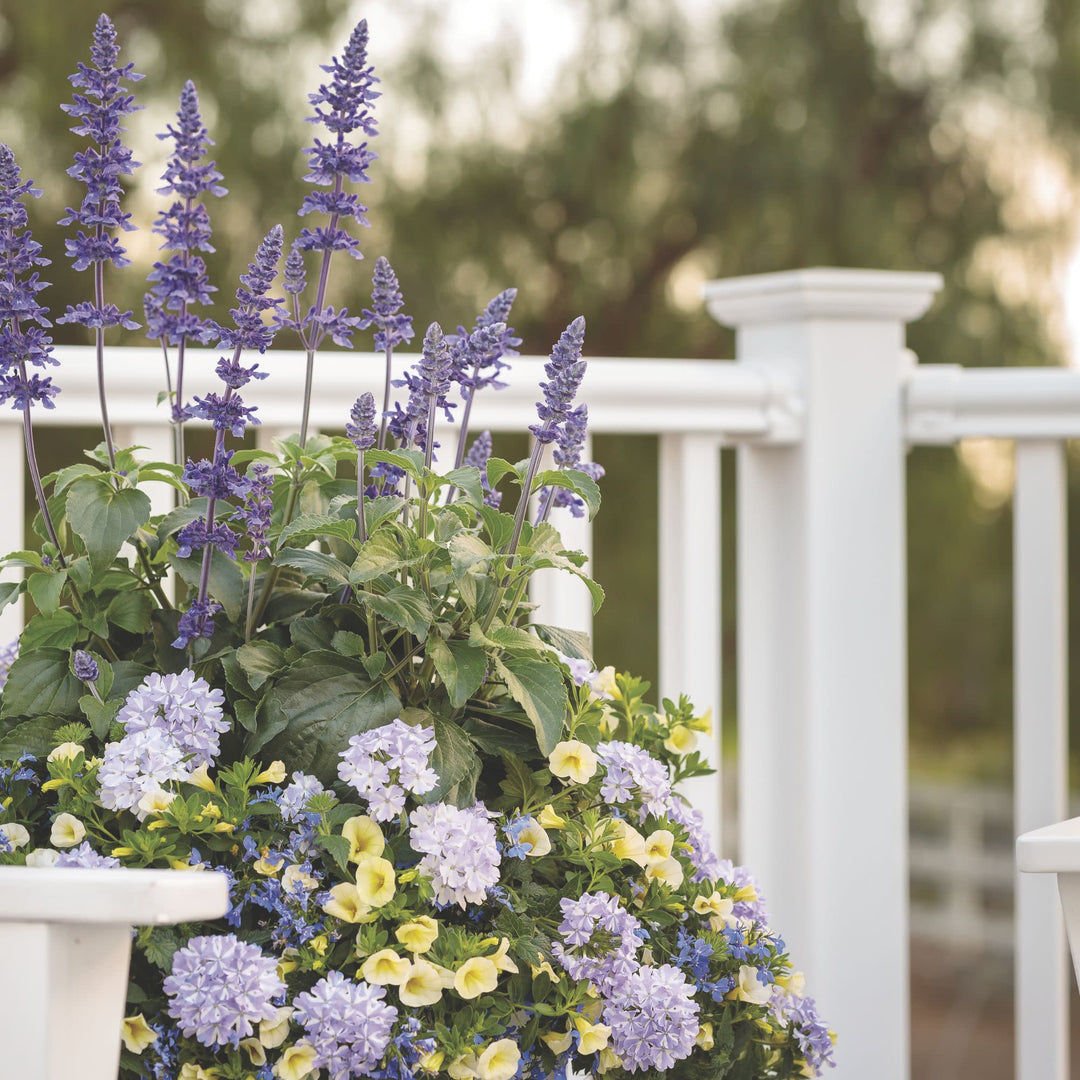 バーンスター クロス風 Verbena | Superbena® Stormburst | Proven Winners® Annuals – Proven