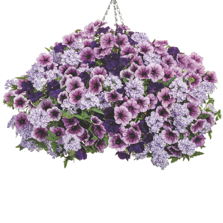 Verbena | Superbena® Stormburst | Proven Winners® Annuals – Proven