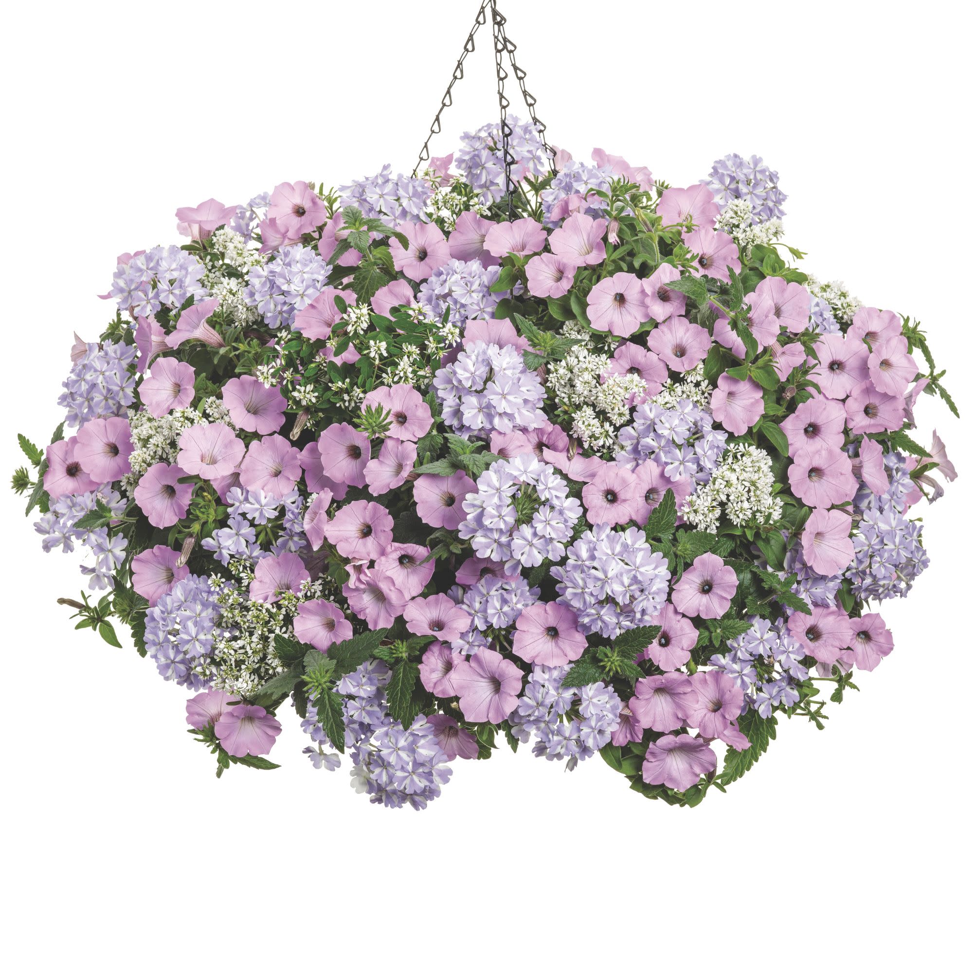 アポリナ　花柄ロンパース ホワイト/パープル Verbena | Superbena® Stormburst | Proven Winners® Annuals – Proven