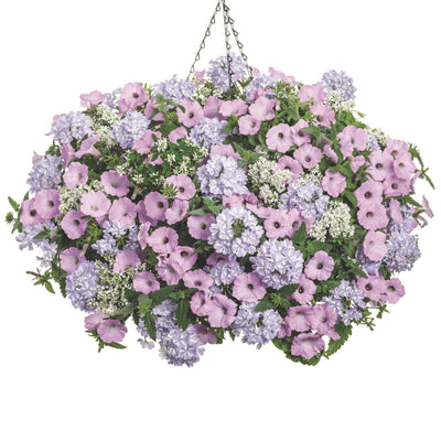 Superbena® Stormburst Verbena