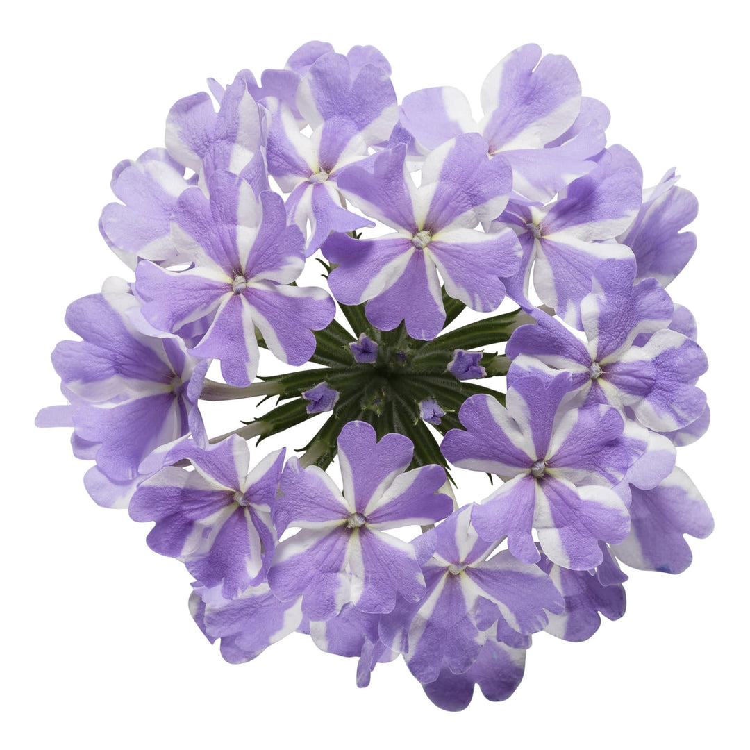 Verbena | Superbena® Stormburst | Proven Winners® Annuals – Proven