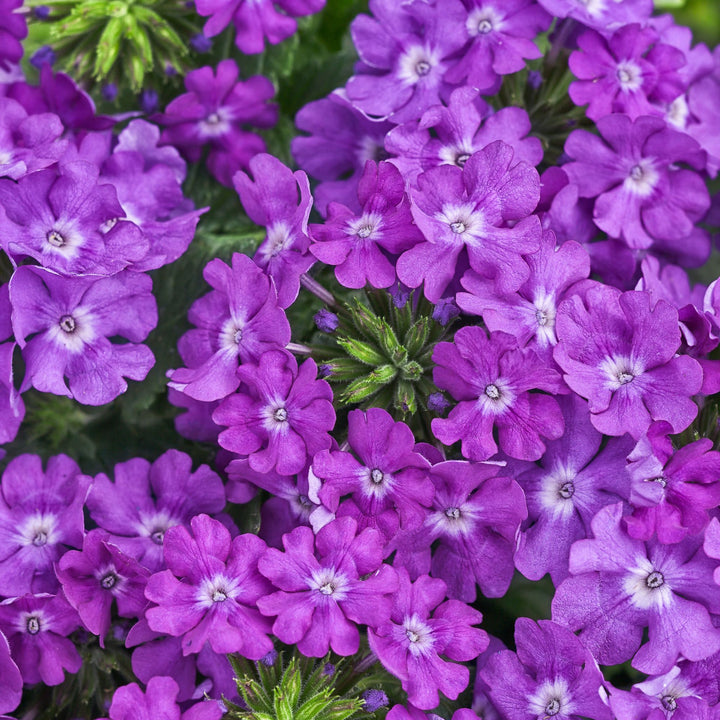 Verbena | Superbena® Violet Ice | Proven Winners® Annuals – Proven