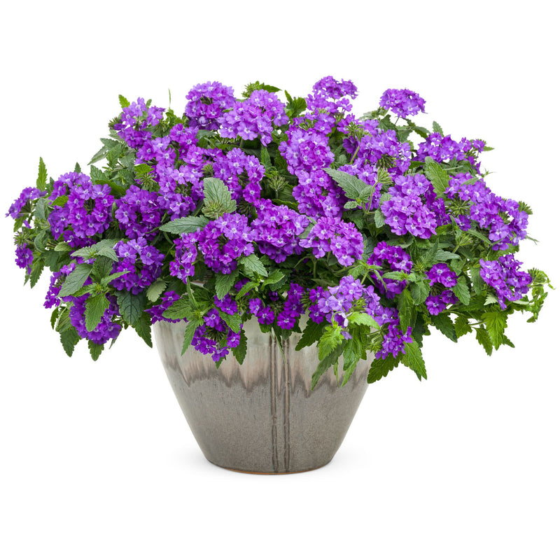 Superbena® Violet Ice Verbena