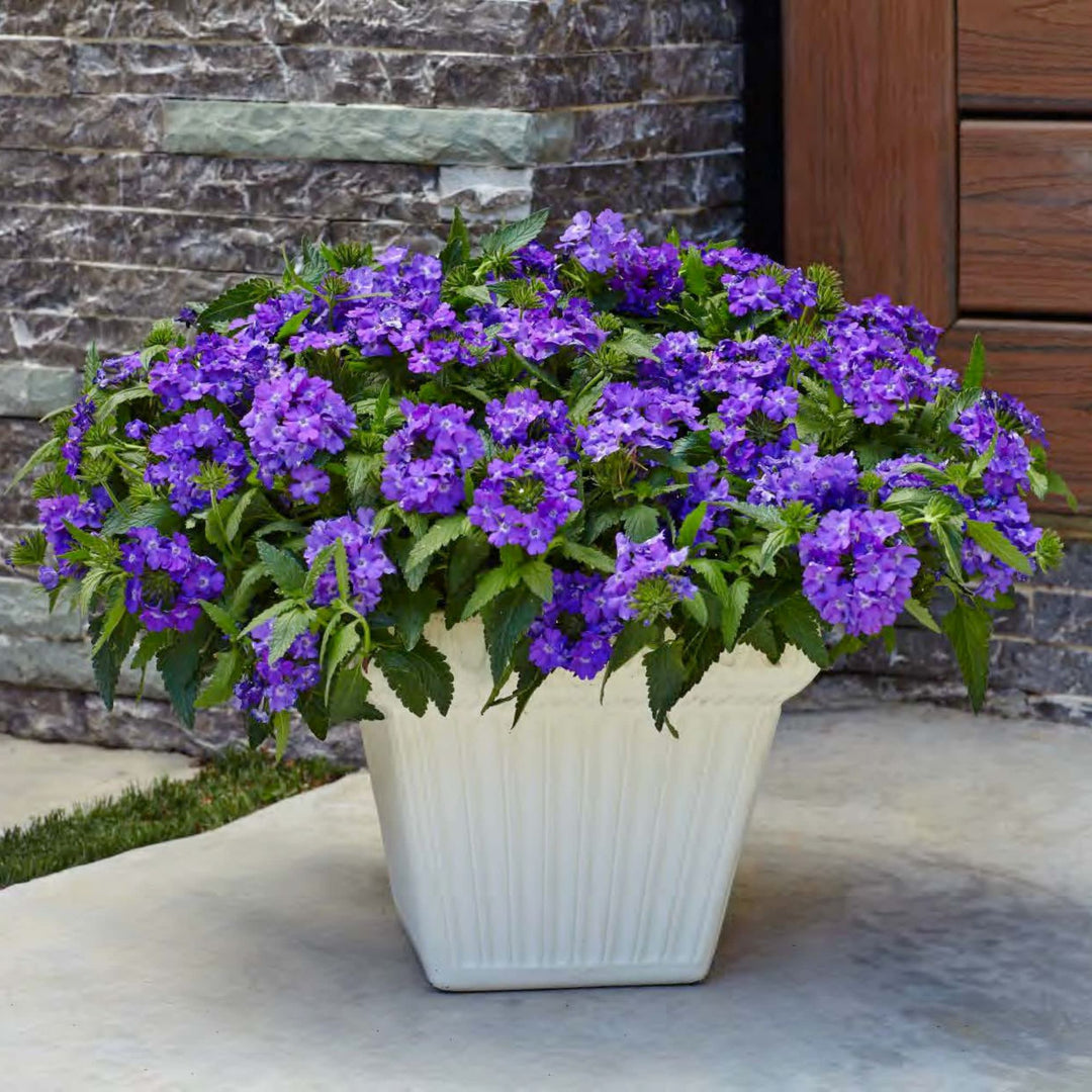 Verbena | Superbena® Violet Ice | Proven Winners® Annuals – Proven