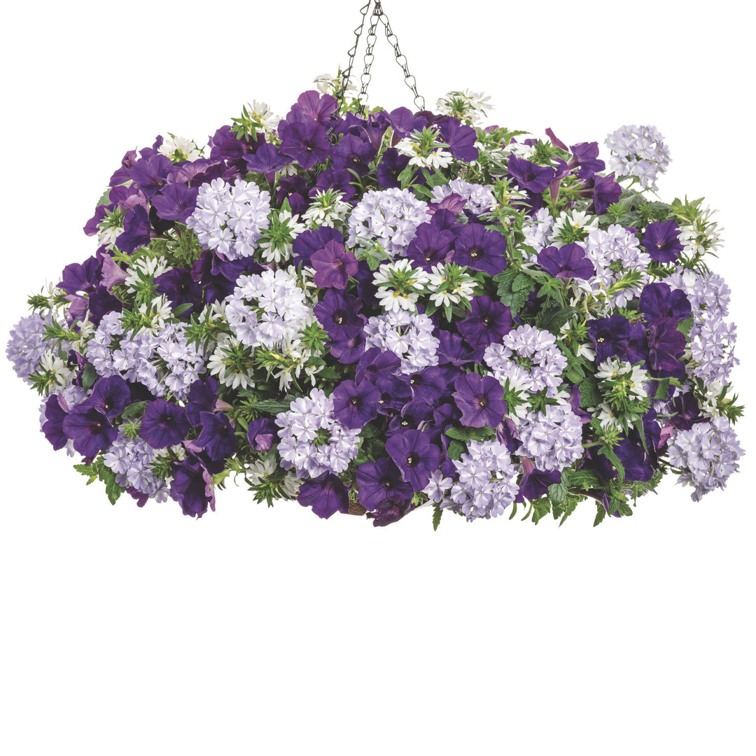 Verbena | Superbena® Violet Ice | Proven Winners® Annuals – Proven