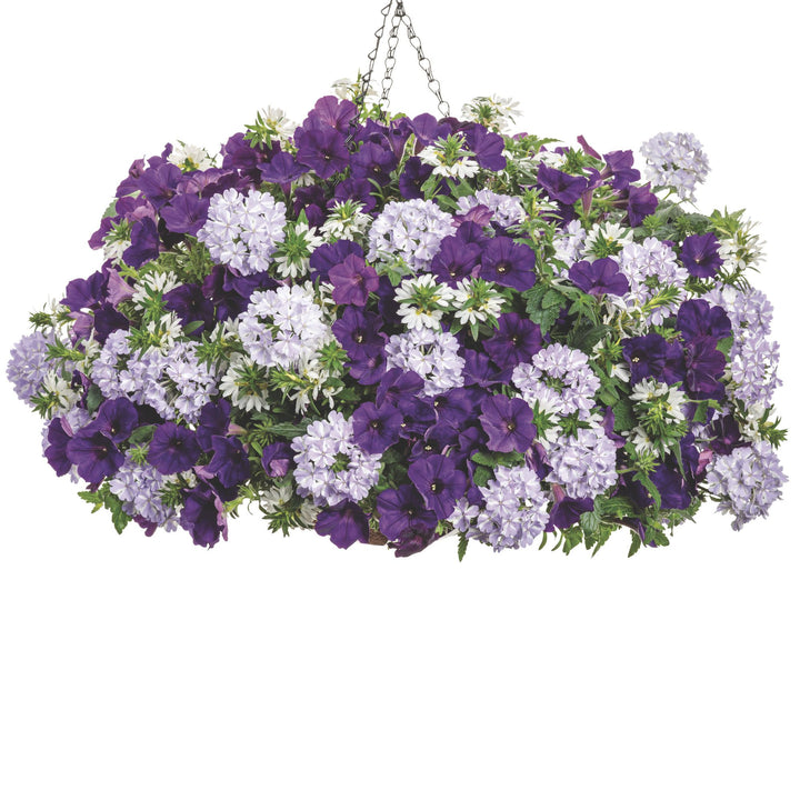Verbena | Superbena® Violet Ice | Proven Winners® Annuals – Proven