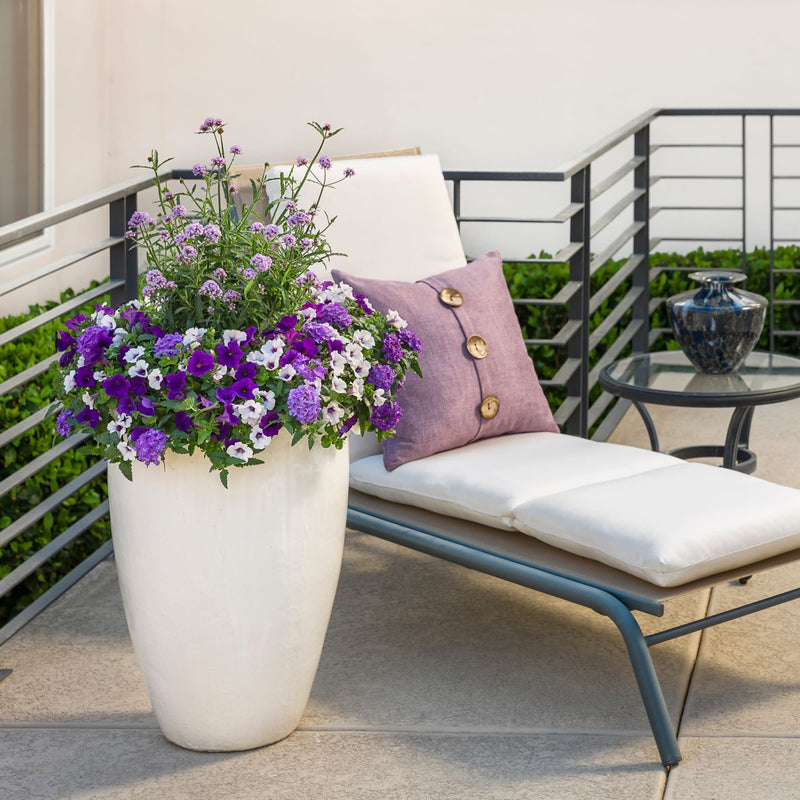 Superbena® Violet Ice Verbena