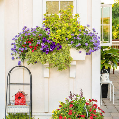 Superbena® Violet Ice Verbena