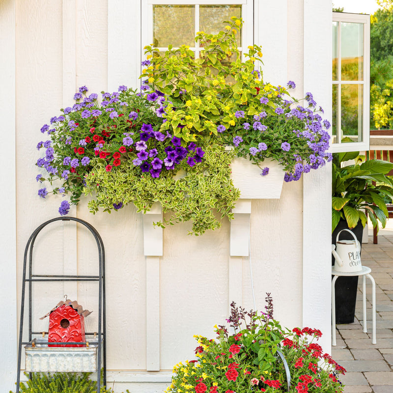 Superbena® Violet Ice Verbena
