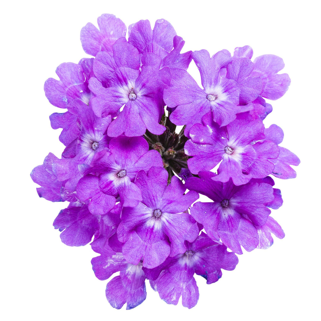 ハナ パルファンブルー&ヴィオレッタ Verbena | Superbena® Violet Ice | Proven Winners® Annuals – Proven