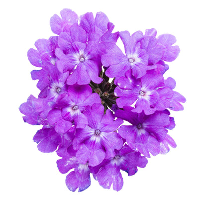 Superbena® Violet Ice Verbena
