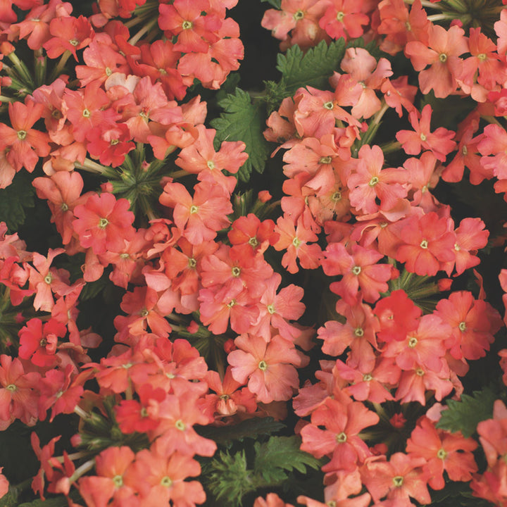 Verbena | Superbena® Peachy Keen | Proven Winners® Annuals
