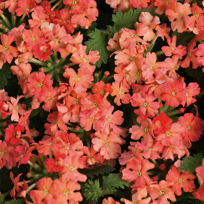 Superbena Peachy Keen Superbena Peachy Keen Verbena up close.