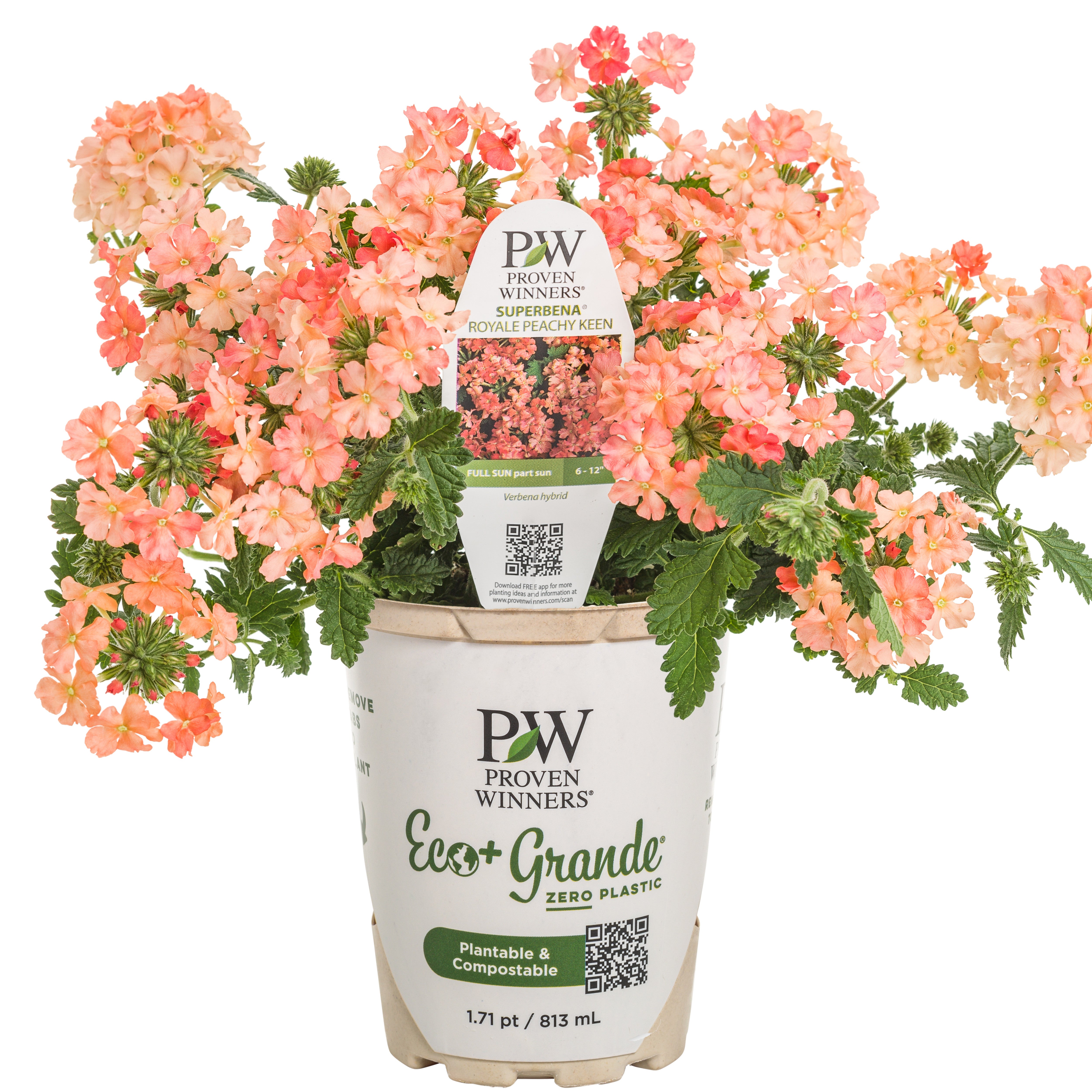 Verbena | Superbena® Peachy Keen | Proven Winners® Annuals