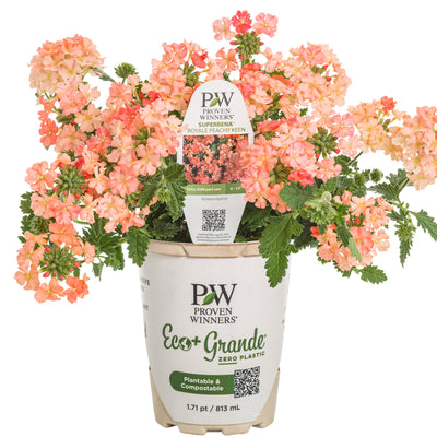 Superbena® Peachy Keen Verbena (Verbena hybrid)