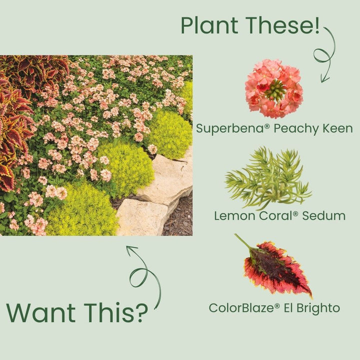 Verbena | Superbena® Peachy Keen | Proven Winners® Annuals
