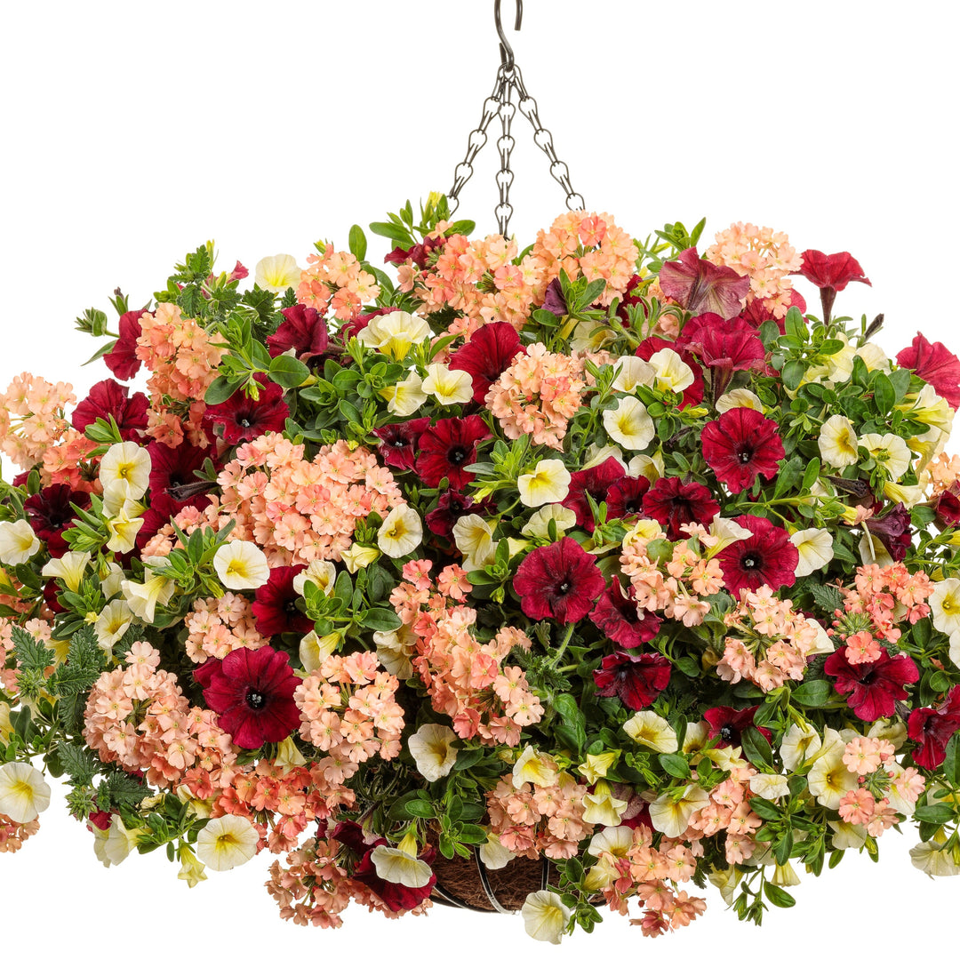 Verbena | Superbena® Peachy Keen | Proven Winners® Annuals