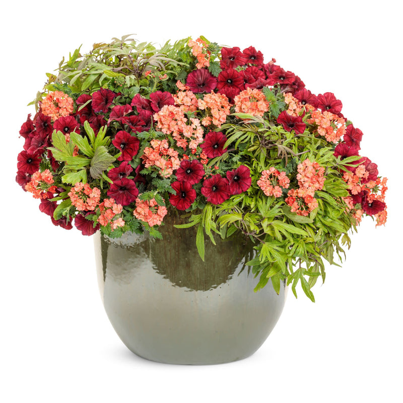 Superbena® Peachy Keen Verbena