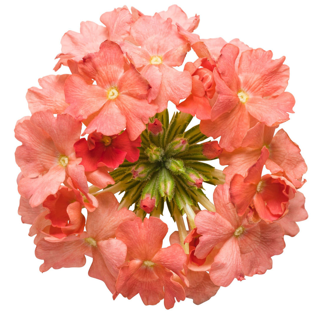 Verbena | Superbena® Peachy Keen | Proven Winners® Annuals