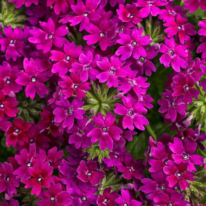 Superbena Royale Plum Wine Verbena up close.