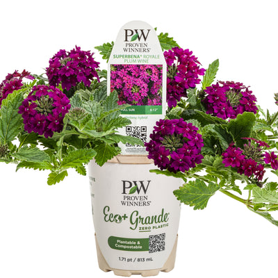 Superbena Royale® Plum Wine Verbena (Verbena hybrid)