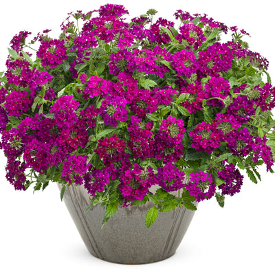 Superbena Royale® Plum Wine Verbena (Verbena hybrid)