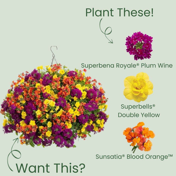Superbena Royale® Plum Wine Verbena
