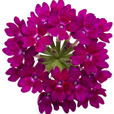 Superbena Royale® Plum Wine Verbena (Verbena hybrid)