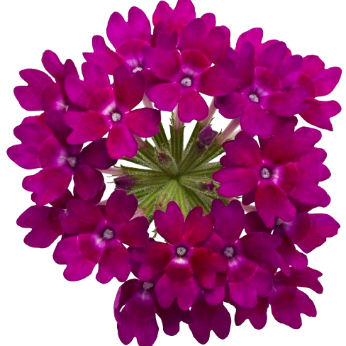 Superbena Royale® Plum Wine Verbena (Verbena hybrid)