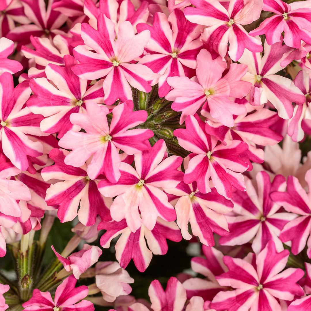 Verbena | Superbena® Cherryburst | Proven Winners® Annuals