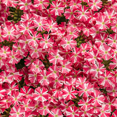 Superbena Cherryburst Verbena up close.