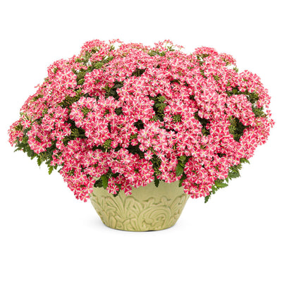 Superbena® Cherryburst Verbena