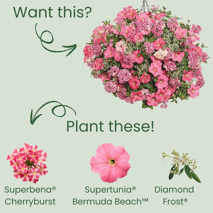 Verbena | Superbena® Cherryburst | Proven Winners® Annuals