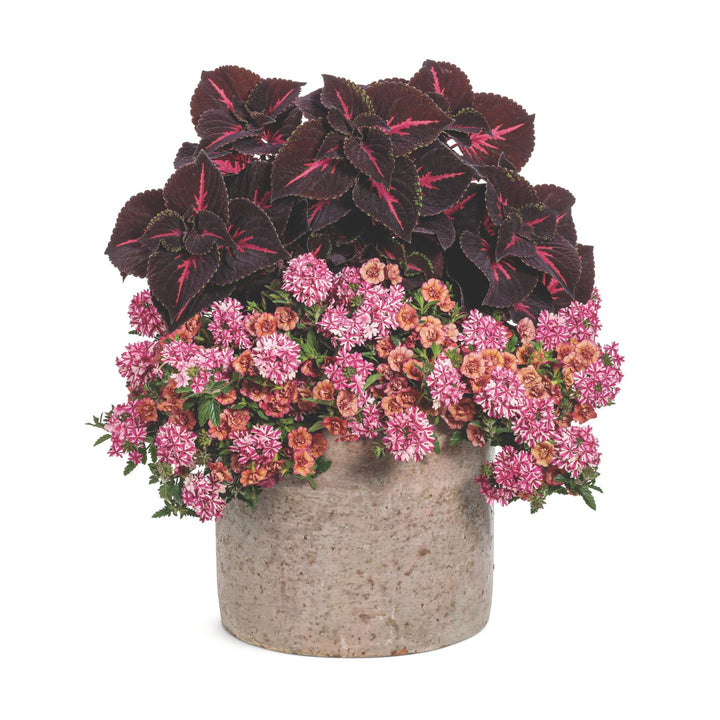 Verbena | Superbena® Cherryburst | Proven Winners® Annuals