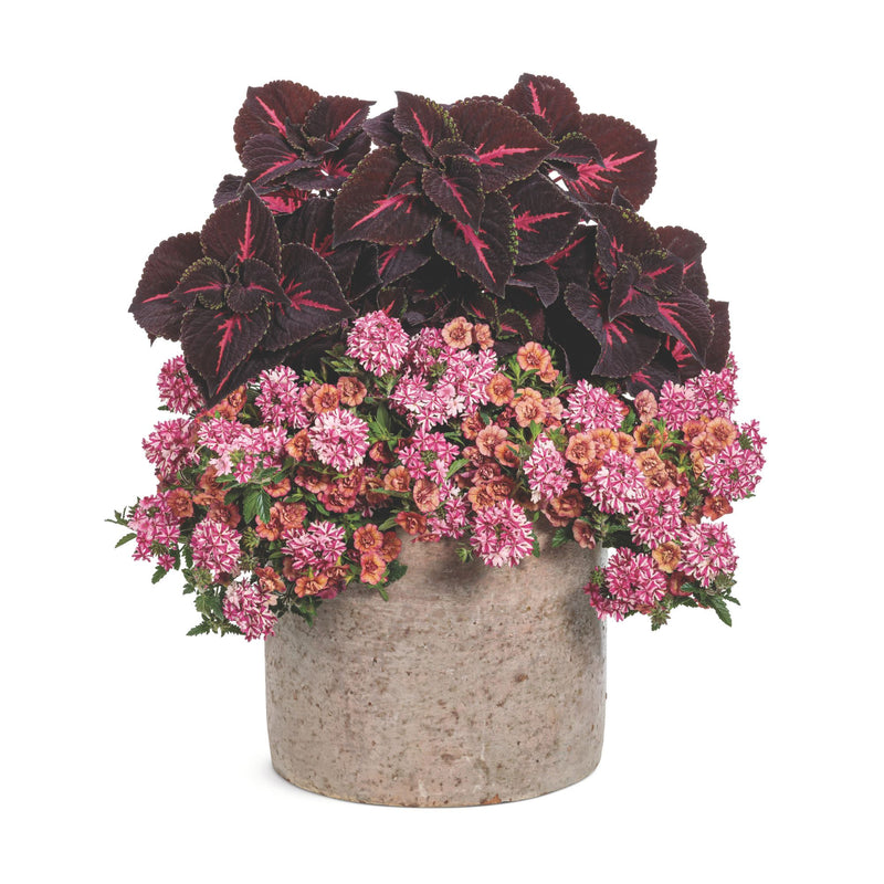 Superbena® Cherryburst Verbena