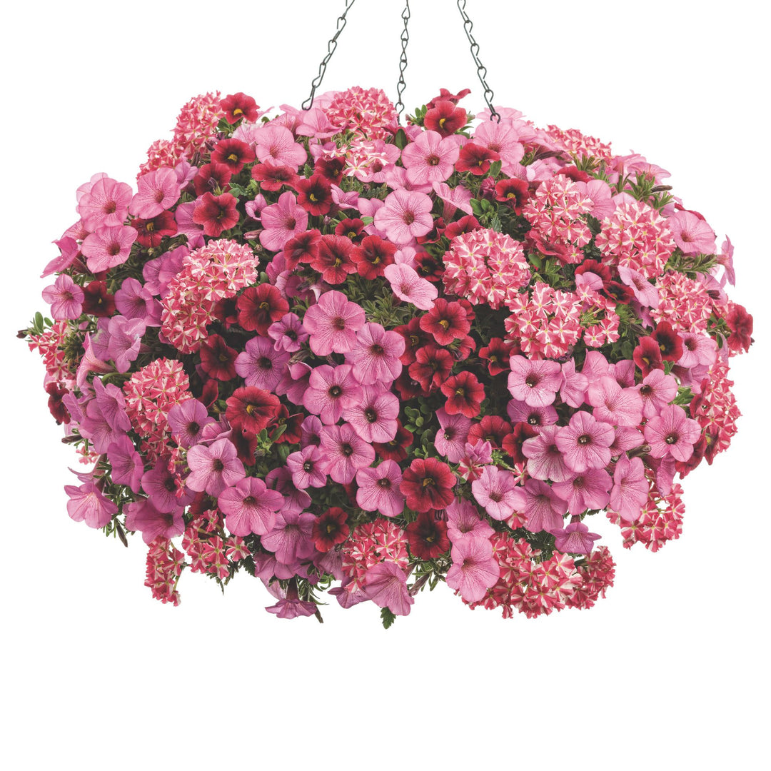 Verbena | Superbena® Cherryburst | Proven Winners® Annuals