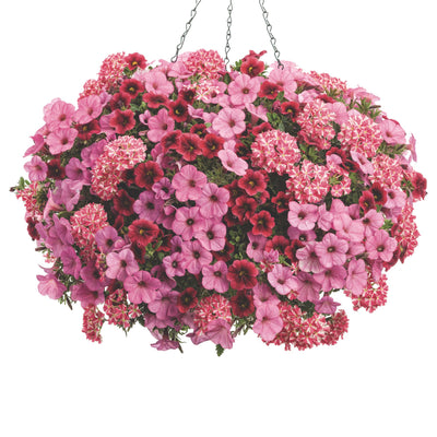 Superbena® Cherryburst Verbena