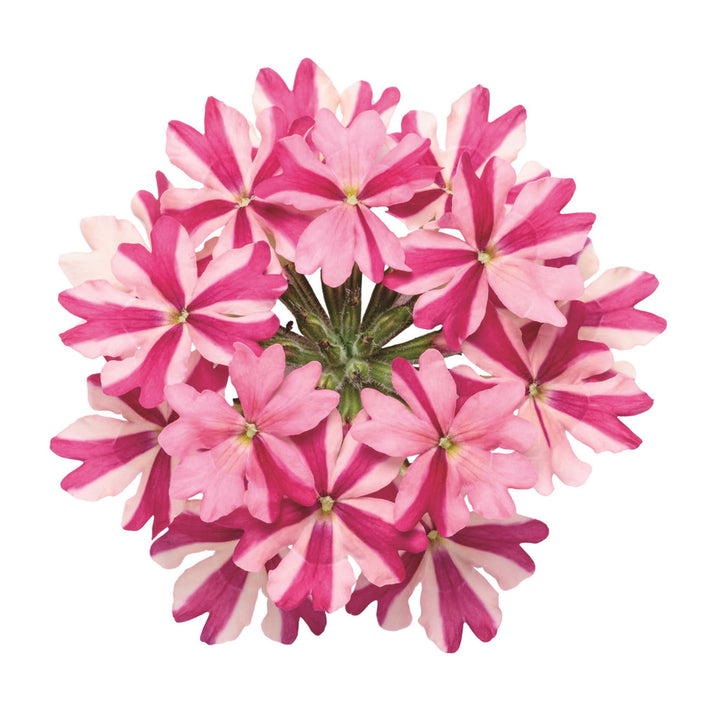 Verbena | Superbena® Cherryburst | Proven Winners® Annuals