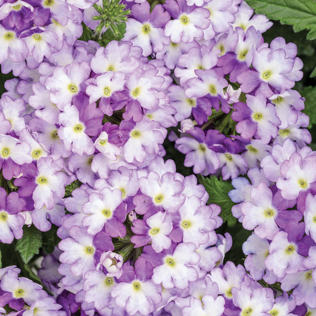 Verbena | Superbena Sparkling® Amethyst | Proven Winners® Annuals