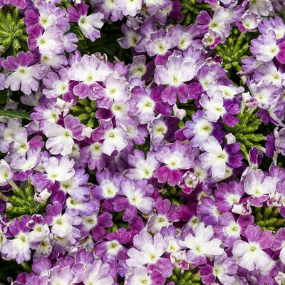 Superbena Sparkling Amethyst Verbena up close.