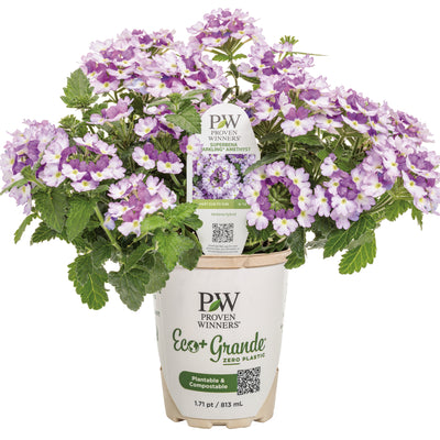 Superbena Sparkling® Amethyst Verbena (Verbena hybrid)