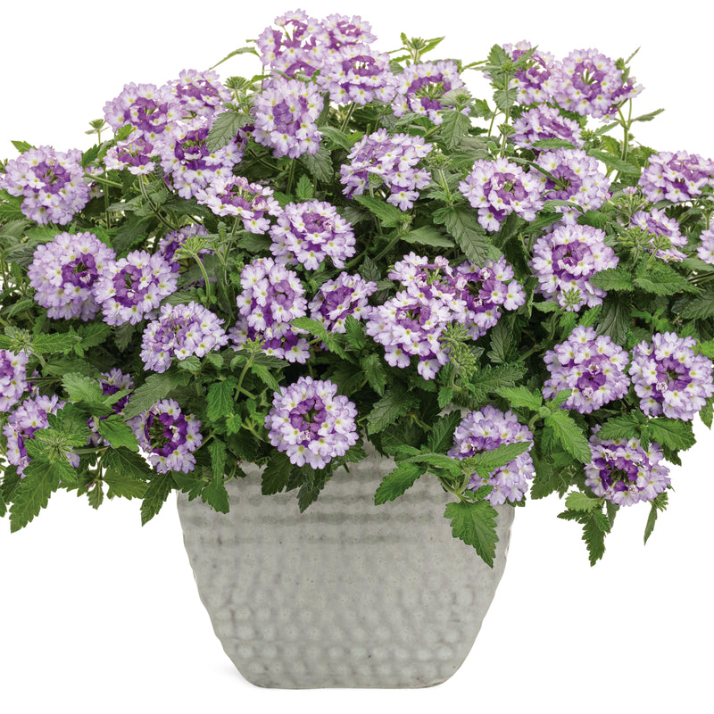 Superbena Sparkling® Amethyst Verbena (Verbena hybrid)