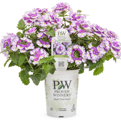 Superbena Sparkling Amethyst Superbena Sparkling Amethyst Verbena in container.