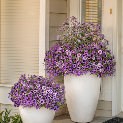 Superbena Sparkling Amethyst Superbena Sparkling Amethyst Verbena in use.