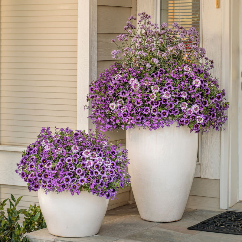 Superbena Sparkling® Amethyst Verbena