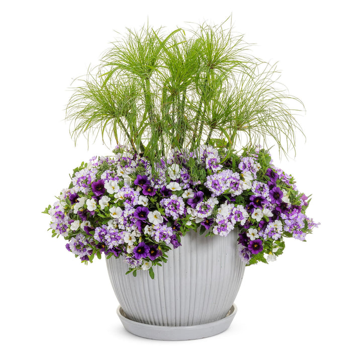 Verbena | Superbena Sparkling® Amethyst | Proven Winners® Annuals