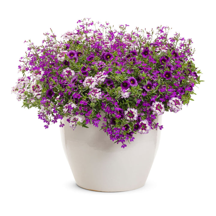 Verbena | Superbena Sparkling® Amethyst | Proven Winners® Annuals