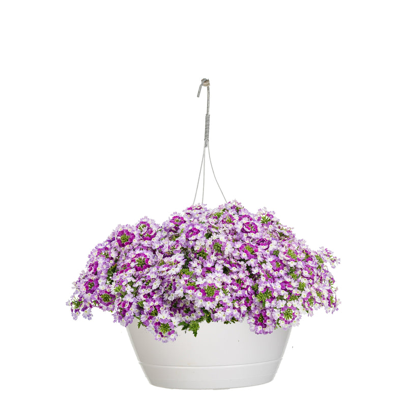 Superbena Sparkling Amethyst Verbena in container.