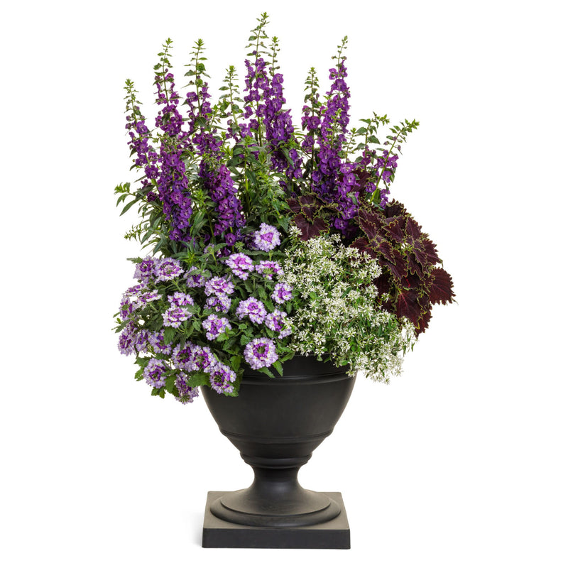 Superbena Sparkling® Amethyst Verbena